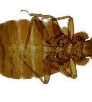 bed-bug-enlarged